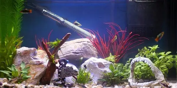 Best aquarium heaters reviewed and rated