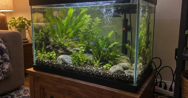 Submersible aquarium heater mounted on the back glass of a planted freshwater tank