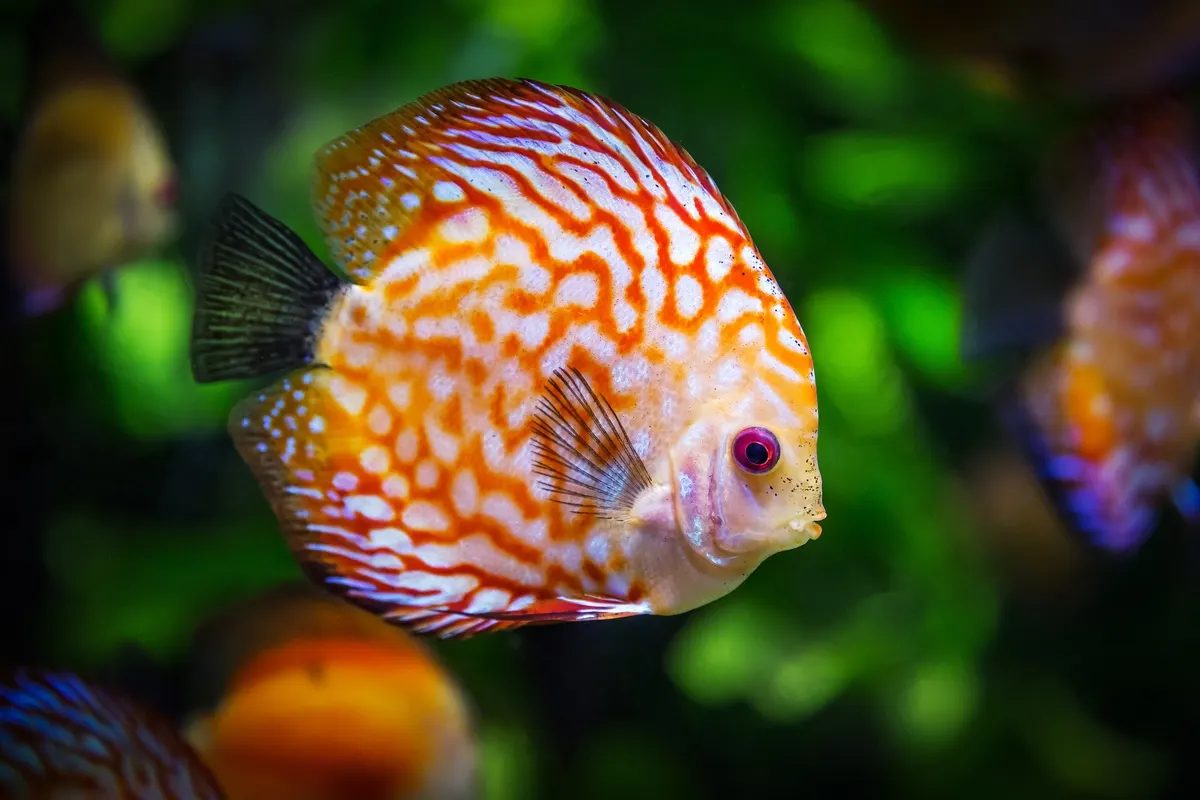 10 Best Aquarium Water Conditioners — Independently Reviewed